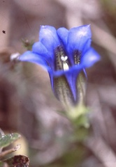 Gentiana clusii