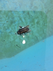Astylus quadrilineatus
