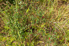 Rhoicissus tridentata