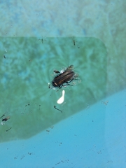 Astylus quadrilineatus