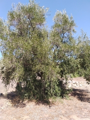 Olea europaea