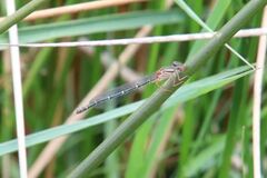 Xanthagrion erythroneurum