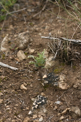 Ledebouria ensifolia