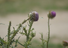 Cirsium vulgare