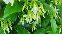 Trachelospermum