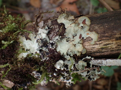 Cetrelia cetrarioides