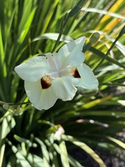 Dietes bicolor