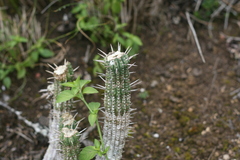 Euphorbia mammillaris