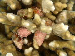 Drupella cornus