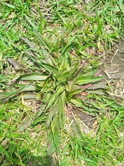 Hypochaeris sessiliflora