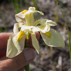 Moraea anomala