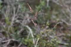 Panicum coloratum