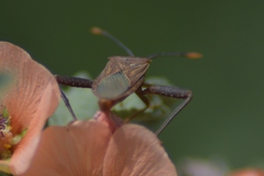Athaumastus