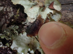 Cetrelia cetrarioides