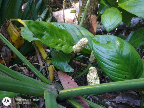 Swiss cheese vine (Monstera adansonii)