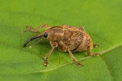 Curculio venosus