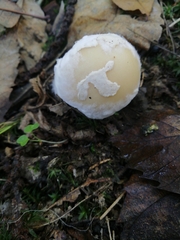 Amanita junquillea