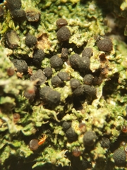 Bilimbia sabuletorum