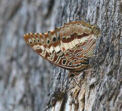 Charaxes andara