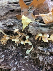 Hypholoma subviride