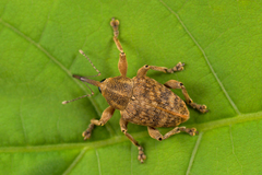 Curculio venosus