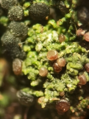 Bilimbia sabuletorum