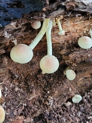 Hypholoma subviride