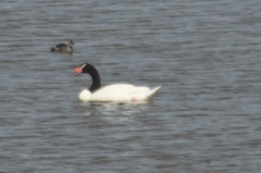 Cygnus melancoryphus
