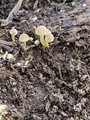Hypholoma subviride