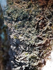 Bilimbia sabuletorum