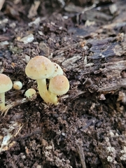 Hypholoma subviride