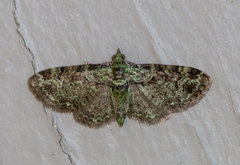 Pasiphila rectangulata