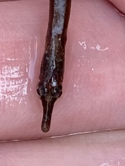 Syngnathidae