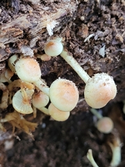 Hypholoma subviride