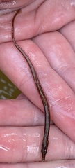 Syngnathidae