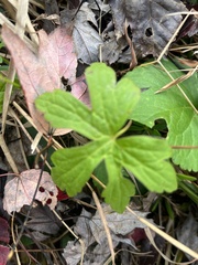 Geranium maculatum