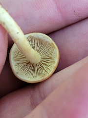 Hypholoma subviride