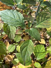 Cornus alternifolia