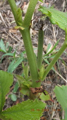 Cyphostemma