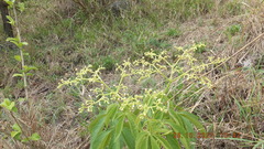 Cyphostemma