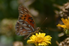 Dione vanillae