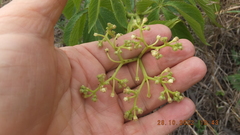 Cyphostemma