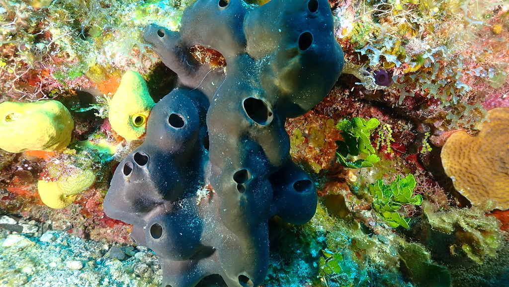 Erylus formosus