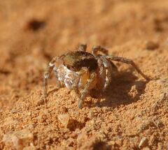 Aelurillus madagascariensis