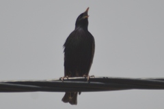 Sturnus vulgaris