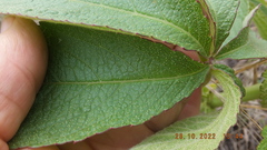 Cyphostemma