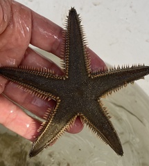 Astropecten