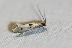 Tinea trinotella