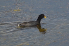 Fulica rufifrons