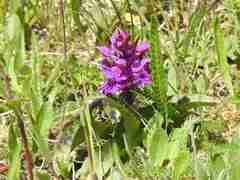 Dactylorhiza majalis